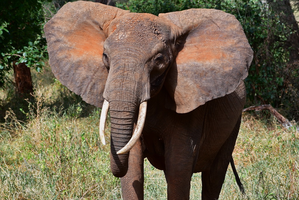 Tarangire NP